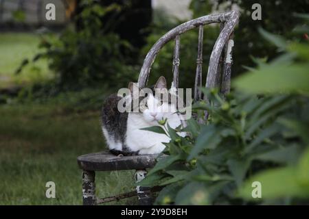 Il gatto domestico bianco e nero posa per un ritratto su Una sedia da giardino con agenti atmosferici Foto Stock