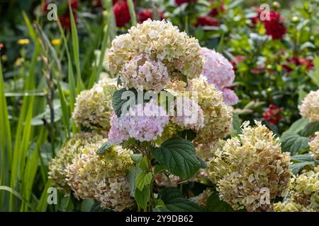 Hydrangea arborescens Candybelle Lollypop (Bubblegum) fiori in giardino Foto Stock