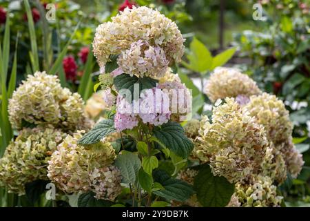 Hydrangea arborescens Candybelle Lollypop (Bubblegum) fiori in giardino Foto Stock