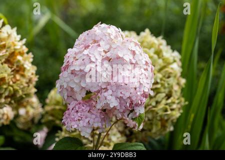 Hydrangea arborescens Candybelle Lollypop (Bubblegum) fiori in giardino Foto Stock