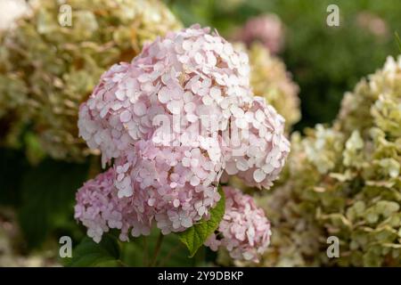 Hydrangea arborescens Candybelle Lollypop (Bubblegum) fiori in giardino Foto Stock