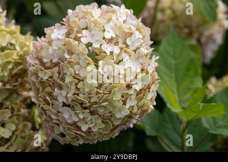 Hydrangea arborescens Candybelle Lollypop (Bubblegum) fiori in giardino Foto Stock