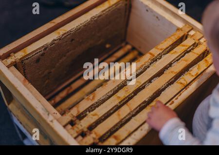 Mietitura del miele - raccolta del miele dai favi. miele naturale. Foto di alta qualità Foto Stock