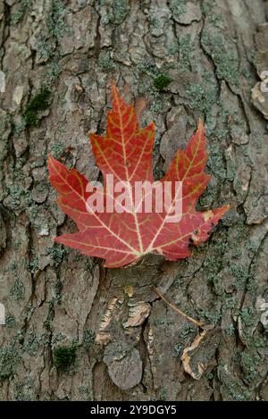 Una colorata foglia d'autunno rossa sulla corteccia degli alberi durante una giornata d'autunno soleggiata Foto Stock