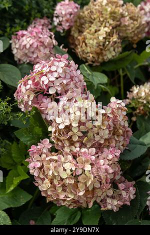 Hydrangea arborescens Candybelle Lollypop (Bubblegum) fiori in giardino Foto Stock