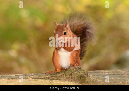 Scoiattolo rosso adulto. Brownsea Island, Dorset, Regno Unito Foto Stock