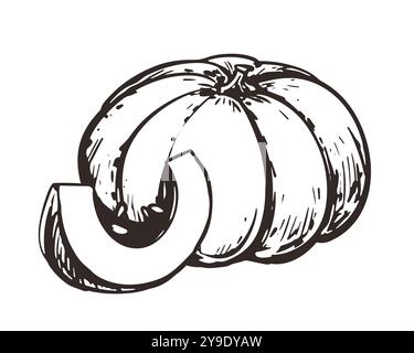 Schizzo vettoriale della zucca in stile incisione. Verdure autunnali disegnate a mano. Elemento di design vintage per il ringraziamento. Disegno con inchiostro lineare di tutta la zucca e p Illustrazione Vettoriale
