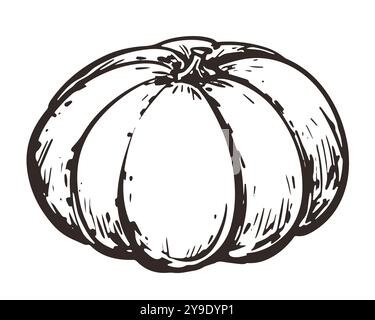 Schizzo vettoriale della zucca in stile incisione. Verdure autunnali disegnate a mano. Elemento di design vintage per il ringraziamento. Disegno a inchiostro lineare gourd intero. Illustrazione Vettoriale