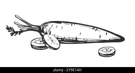 Schizzi vettoriali di carote. Composizione con verdure intere e fette. Cibo agricolo naturale disegnato a mano in stile incisione. Fonte di vitamina A. commestibile Illustrazione Vettoriale