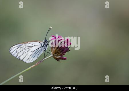 Nero-bianco venato Butterfly Foto Stock