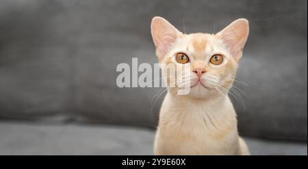Adorabile gattino birmano sul divano. Ritratto di un gattino birmano. Copia spazio. Foto Stock