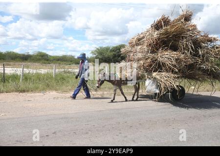 juazeiro, bahia, brasile - 30 aprile 2023: Auto trainata da animali che viaggia in una zona rurale della città di Juazeiro. Foto Stock