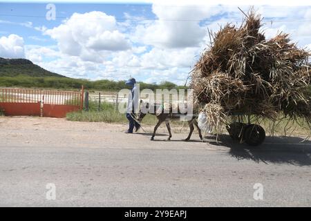 juazeiro, bahia, brasile - 30 aprile 2023: Auto trainata da animali che viaggia in una zona rurale della città di Juazeiro. Foto Stock