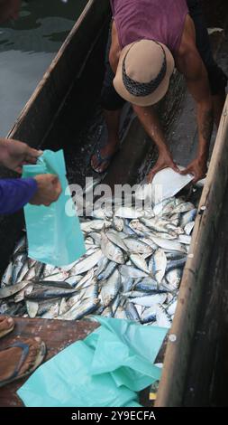 salvador, bahia, brasile - 30 aprile 2022: Pesce sardine in vendita alla fiera Sao Joaquim nella città di Salvador. Foto Stock