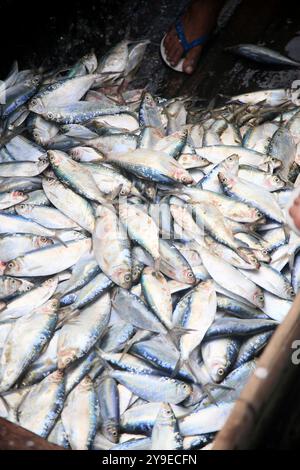 salvador, bahia, brasile - 30 aprile 2022: Pesce sardine in vendita alla fiera Sao Joaquim nella città di Salvador. Foto Stock