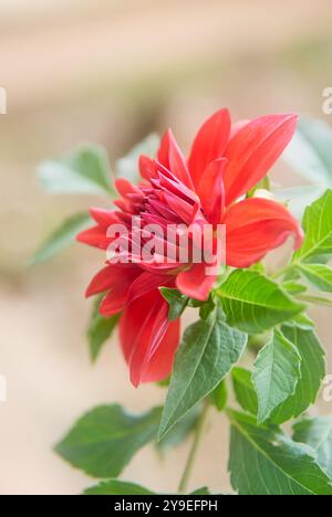 fioritura del fiore rosso dahlia sullo sfondo del giardino, splendida testa di fiori in stile margherita singola, messa a fuoco morbida con spazio copia Foto Stock