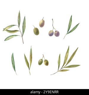 Acquerello, rami d'oliva e frutta trafilati a mano. Foto Stock