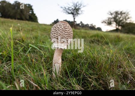 Windsor, Regno Unito. 20 settembre 2024. Un fungo da ombrellone è raffigurato nel Windsor Great Park. Crediti: Mark Kerrison/Alamy Live News Foto Stock