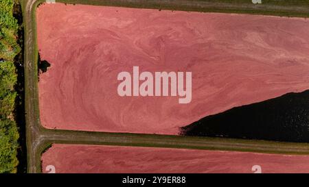 Fotografia aerea delle paludi di mirtilli rossi e del raccolto nel Wisconsin centrale in una splendida mattinata d'autunno. Foto Stock