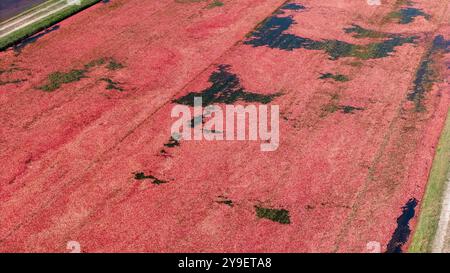 Fotografia aerea delle paludi di mirtilli rossi e del raccolto nel Wisconsin centrale in una splendida mattinata d'autunno. Foto Stock