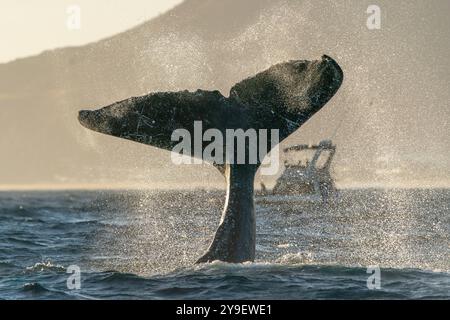 Coda di megattere schiaffeggiata vicino a una barca nell'oceano pacifico di Cabo San Lucas baja california sur mexico al tramonto Foto Stock