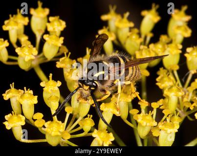 Un primo piano ben concentrato di una vespa sassone, Dolichovespula saxonica, che si nutre di fiori di pastinaca selvatica. Fiori gialli luminosi su sfondo nero. Foto Stock