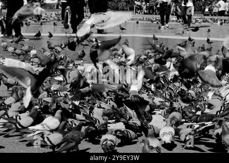 I piccioni stanno sbattendo nella piazza della città. Foto Stock