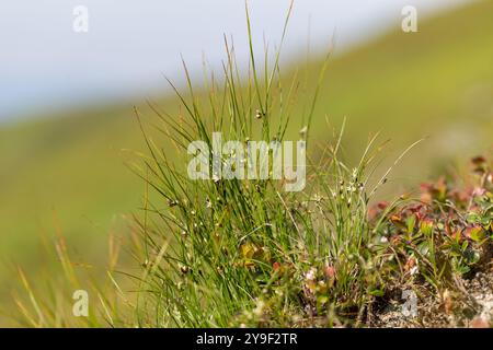 Juncus trifidus - è una pianta in fiore della famiglia Juncaceae. Juncus trifidus è una pianta unica degli altopiani dei Carpazi. Foto Stock