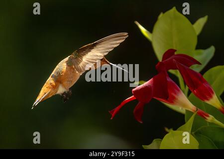 Rufous Hummingbird che si gode la Red Mandevilla. Foto Stock