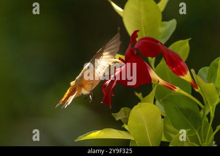 Rufous Hummingbird che si gode la Red Mandevilla. Foto Stock