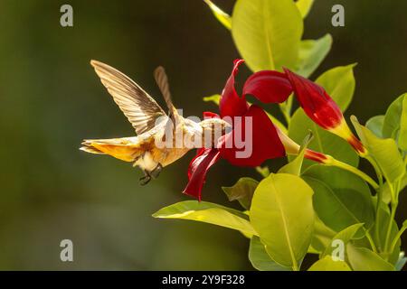 Rufous Hummingbird che si gode la Red Mandevilla. Foto Stock