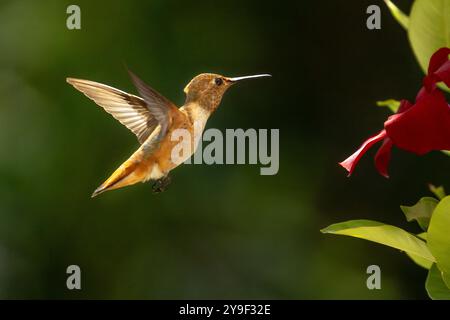 Rufous Hummingbird che si gode la Red Mandevilla. Foto Stock