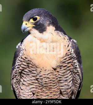 Ritratto di falco Peregrine con sfondo verde, Montreal, Canada Foto Stock