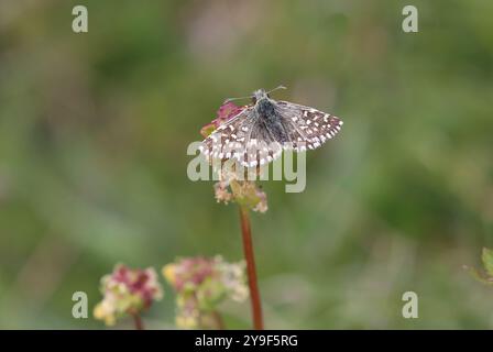 Grizzled Skipper Butterfly femmina - malva Pyrgus Foto Stock