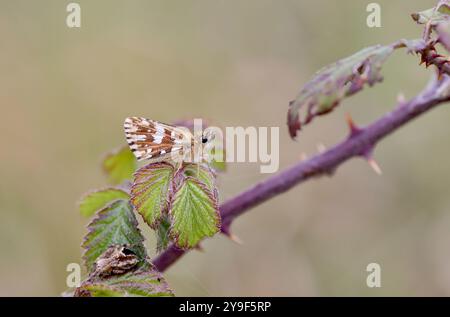 Grizzled Skipper Butterfly femmina - malva Pyrgus Foto Stock