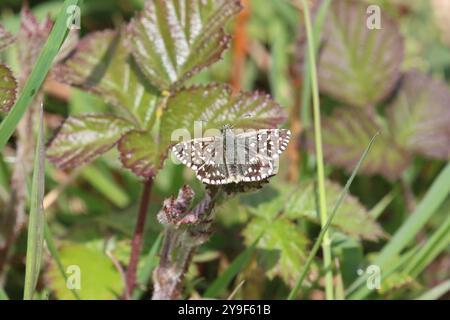 Skipper brizzolato Butterfly - Pyrgus malvae Foto Stock