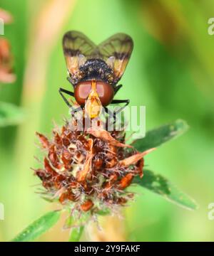 Un Hoverfly a Winchcombe Gloucestershire Regno Unito Foto Stock