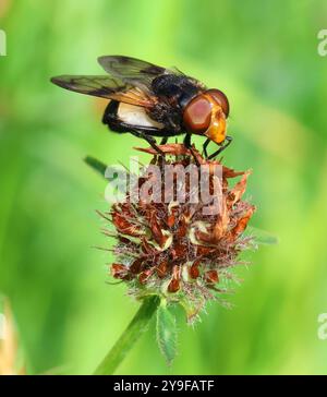 Un Hoverfly a Winchcombe Gloucestershire Regno Unito Foto Stock