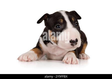 Cucciolo in miniatura Bull Terrier di un mese su sfondo bianco Foto Stock