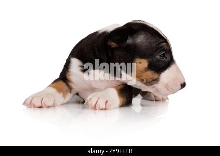 Un bel cucciolo di Bull Terrier in miniatura di un mese di età, sdraiato su uno sfondo bianco Foto Stock