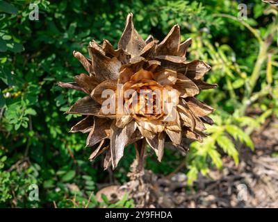 La testa del fiore di Cardoon Cynara si è asciugata al sole Foto Stock