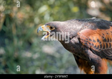Primo piano con un falco di Harris (Parabuteo unicinctus). Ritratto di un rapace. Foto Stock