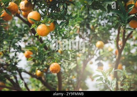 Arance tangerine mature e fresche appese al ramo, frutteto d'arancia. Mazzo di arance mature appese su un albero. Foto Stock