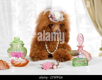 Divertente Toy Poodle dog con un berretto sulla testa seduto a tavola con un profumo al chiuso Foto Stock