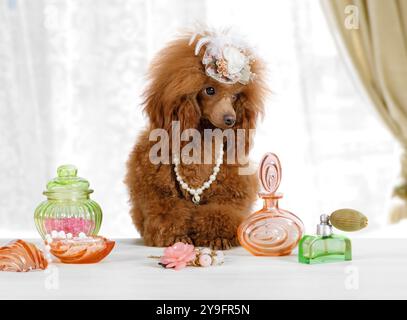 Simpatico cane Toy Poodle con un cappello sulla testa seduto a tavola e profumato all'interno Foto Stock