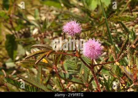 Delicati fiori della specie Mimosa pudica, di forma rotonda e rosa brillante con congedo chiuso. Foto Stock