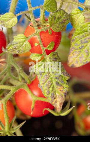 Primo piano naturale Ritratto ortofrutticolo del pomodoro piccolo e prolifico «profusione rossa». pianta di pomodoro, famiglia nightshade, pomodoro, pomodoro, cibo Foto Stock