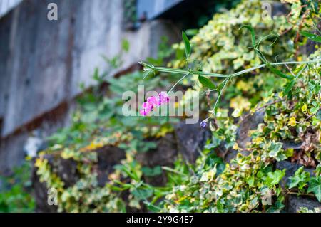 Vite Sweetpea in fiore che cresce su un muro di roccia nel lago Cowichan sull'isola di Vancouver nella Columbia Britannica, Canada Foto Stock