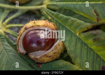 Germania 06. Oktober 2024: IM Bild: Eine aufgesprungene Kastanie, Edelkastanie im Herbst, Die Castanea ist eine Herbstfrucht. Bayern *** Germania 06 ottobre 2024 nella foto Una castagna incrinata, castagna dolce in autunno, la Castanea è un frutto autunnale Baviera Copyright: XFotostandx/xFritschx Foto Stock