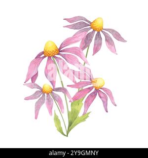 Un'illustrazione dettagliata ad acquerello di fiori di echinacea rosa con gambi verdi lussureggianti, perfetta per confezioni regalo a tema botanico, design tessile o branding per prodotti naturali per la salute Foto Stock